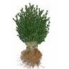 Ghivece si jardiniere - PAMANT VEGETAL